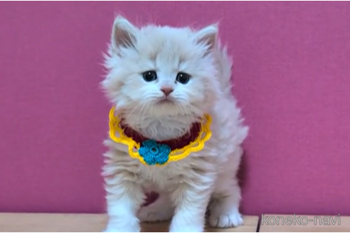 成約済の東京都のブリティッシュショートヘア-105344の4枚目